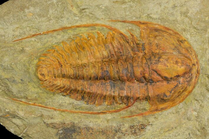 Hamatolenus vincenti Trilobite - Tinjdad, Morocco #139769